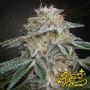 Super Lemon Haze x GMO Marijuana Strain by Greenhouse Seeds For Sale Online at Cannabis Seeds Outlet