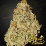 Greenhouse Seeds Super Lemon Haze x GMO Smoke Buds Weed Ganja Skunk Dope Pot Images Pics Nuggets