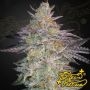 Super Lemon Haze x GMO by Greenhouse Seeds THC Content Potency Strength CBD Height Yield Flowering Time Indica Sativa Genetics