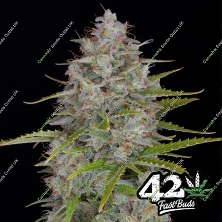 Orange Sherbet Auto Feminized Marijuana Strain by Fast Buds For Sale Online at Cannabis Seeds Outlet