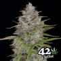 Orange Sherbet Auto Feminized Marijuana Strain by Fast Buds For Sale Online at Cannabis Seeds Outlet