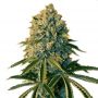 Bruce Banner Auto Fem Outlet Cannabis Seeds