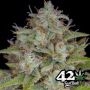 Fast Buds Orange Sherbet Auto Smoke Buds Weed Ganja Skunk Dope Pot Images Pics Nuggets