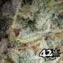 Orange Sherbet Auto Feminized by Fast Buds THC Content Potency Strength CBD Height Yield Flowering Time Indica Sativa Genetics