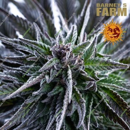 Bruce Banner Feminized Marijuana Strain by Barneys Farm For Sale Online at Cannabis Seeds Outlet