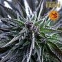 Bruce Banner Feminized Marijuana Strain by Barneys Farm For Sale Online at Cannabis Seeds Outlet