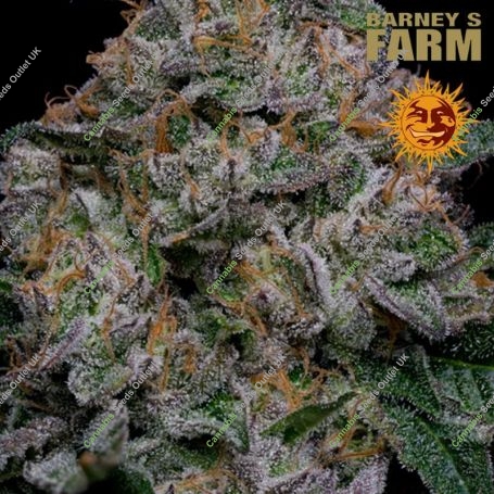 Blue Dream Feminized Marijuana Strain by Barneys Farm For Sale Online at Cannabis Seeds Outlet