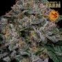 Blue Dream Feminized Marijuana Strain by Barneys Farm For Sale Online at Cannabis Seeds Outlet