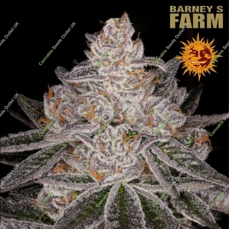 Apple Fritter Feminized Marijuana Strain by Barneys Farm For Sale Online at Cannabis Seeds Outlet