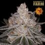 Apple Fritter Feminized Marijuana Strain by Barneys Farm For Sale Online at Cannabis Seeds Outlet