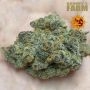Barneys Farm Black Cherry Gushers Smoke Buds Weed Ganja Skunk Dope Pot Images Pics Nuggets