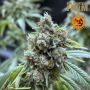 Black Cherry Gushers Marijuana Strain by Barneys Farm For Sale Online at Cannabis Seeds Outlet