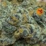 Black Cherry Gushers by Barneys Farm THC Content Potency Strength CBD Height Yield Flowering Time Indica Sativa Genetics