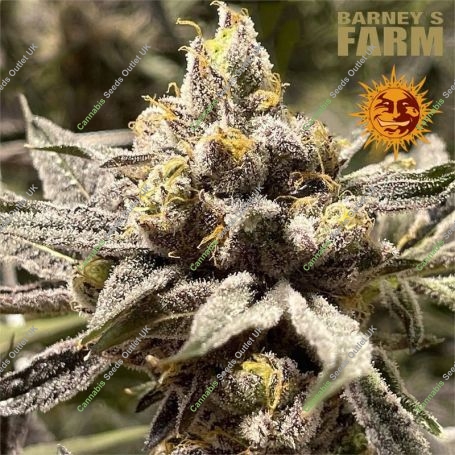 Lemon Cherry Gelato Marijuana Strain by Barneys Farm For Sale Online at Cannabis Seeds Outlet