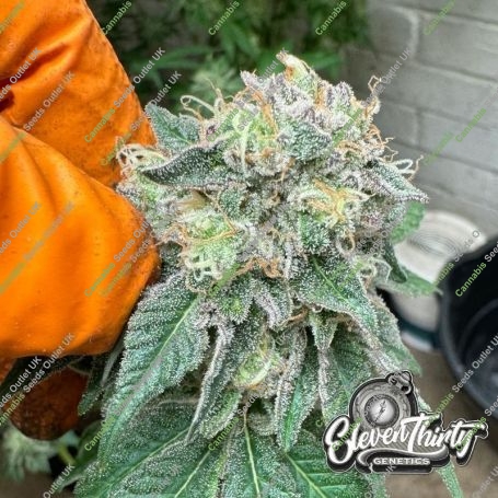 Blue Zlushi Feminized Marijuana Strain by Eleven Thirty Genetics For Sale Online at Cannabis Seeds Outlet