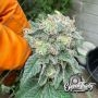 Blue Zlushi Feminized Marijuana Strain by Eleven Thirty Genetics For Sale Online at Cannabis Seeds Outlet
