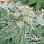 Eleven Thirty Genetics Blue Zlushi Smoke Buds Weed Ganja Skunk Dope Pot Images Pics Nuggets