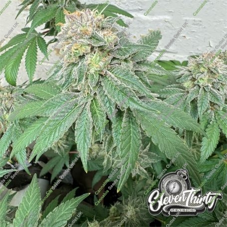 Blue Zlushi Auto Feminized Marijuana Strain by Eleven Thirty Genetics For Sale Online at Cannabis Seeds Outlet