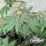 Blue Zlushi Auto Feminized Marijuana Strain by Eleven Thirty Genetics For Sale Online at Cannabis Seeds Outlet