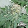 Eleven Thirty Genetics Blue Zlushi Auto Smoke Buds Weed Ganja Skunk Dope Pot Images Pics Nuggets