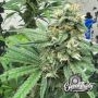 Blue Zlushi Auto Feminized by Eleven Thirty Genetics THC Content Potency Strength CBD Height Yield Flowering Time Indica Sativa 