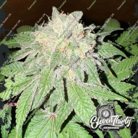 Cake Budder Feminized Marijuana Strain by Eleven Thirty Genetics For Sale Online at Cannabis Seeds Outlet