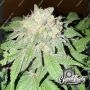 Cake Budder Feminized Marijuana Strain by Eleven Thirty Genetics For Sale Online at Cannabis Seeds Outlet