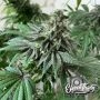 Eleven Thirty Genetics Cake Budder Smoke Buds Weed Ganja Skunk Dope Pot Images Pics Nuggets