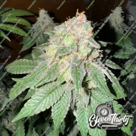 Cake Budder Auto Feminized Marijuana Strain by Eleven Thirty Genetics For Sale Online at Cannabis Seeds Outlet