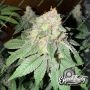 Cake Budder Auto Feminized Marijuana Strain by Eleven Thirty Genetics For Sale Online at Cannabis Seeds Outlet