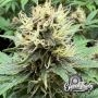 Eleven Thirty Genetics Cake Budder Auto Smoke Buds Weed Ganja Skunk Dope Pot Images Pics Nuggets