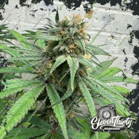 Cheese Wizard Feminized Marijuana Strain by Eleven Thirty Genetics For Sale Online at Cannabis Seeds Outlet