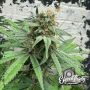 Cheese Wizard Feminized Marijuana Strain by Eleven Thirty Genetics For Sale Online at Cannabis Seeds Outlet
