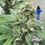 Eleven Thirty Genetics Cheese Wizard Smoke Buds Weed Ganja Skunk Dope Pot Images Pics Nuggets