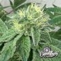 Cheese Wizard Feminized by Eleven Thirty Genetics THC Content Potency Strength CBD Height Yield Flowering Time Indica Sativa Gen
