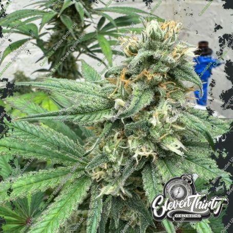 Cheese Wizard Auto Feminized Marijuana Strain by Eleven Thirty Genetics For Sale Online at Cannabis Seeds Outlet