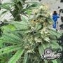 Cheese Wizard Auto Feminized Marijuana Strain by Eleven Thirty Genetics For Sale Online at Cannabis Seeds Outlet