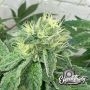 Eleven Thirty Genetics Cheese Wizard Auto Smoke Buds Weed Ganja Skunk Dope Pot Images Pics Nuggets