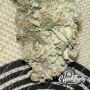 Cheese Wizard Auto Feminized by Eleven Thirty Genetics THC Content Potency Strength CBD Height Yield Flowering Time Indica Sativ
