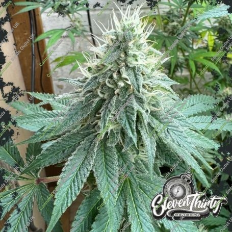 Curdz Feminized Marijuana Strain by Eleven Thirty Genetics For Sale Online at Cannabis Seeds Outlet