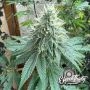 Curdz Feminized Marijuana Strain by Eleven Thirty Genetics For Sale Online at Cannabis Seeds Outlet