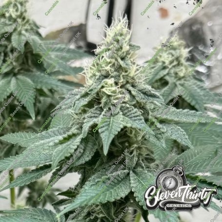 Curdz Auto Feminized Marijuana Strain by Eleven Thirty Genetics For Sale Online at Cannabis Seeds Outlet