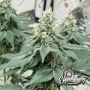 Curdz Auto Feminized Marijuana Strain by Eleven Thirty Genetics For Sale Online at Cannabis Seeds Outlet
