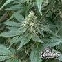 Eleven Thirty Genetics Curdz Auto Smoke Buds Weed Ganja Skunk Dope Pot Images Pics Nuggets