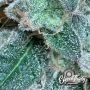 Curdz Auto Feminized by Eleven Thirty Genetics THC Content Potency Strength CBD Height Yield Flowering Time Indica Sativa Geneti