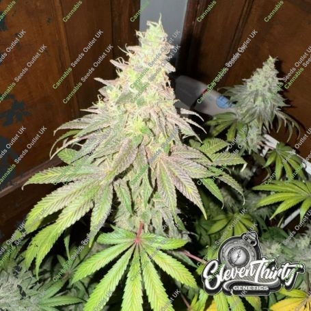 Dawg Fartz Feminized Marijuana Strain by Eleven Thirty Genetics For Sale Online at Cannabis Seeds Outlet