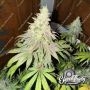 Dawg Fartz Feminized Marijuana Strain by Eleven Thirty Genetics For Sale Online at Cannabis Seeds Outlet
