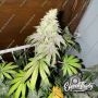 Eleven Thirty Genetics Dawg Fartz Smoke Buds Weed Ganja Skunk Dope Pot Images Pics Nuggets