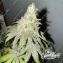 Dawg Fartz Feminized by Eleven Thirty Genetics THC Content Potency Strength CBD Height Yield Flowering Time Indica Sativa Geneti