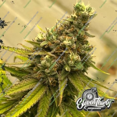 Dawg Fartz Auto Feminized Marijuana Strain by Eleven Thirty Genetics For Sale Online at Cannabis Seeds Outlet